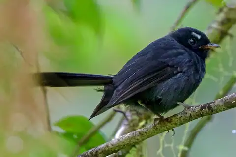 Black Fantail