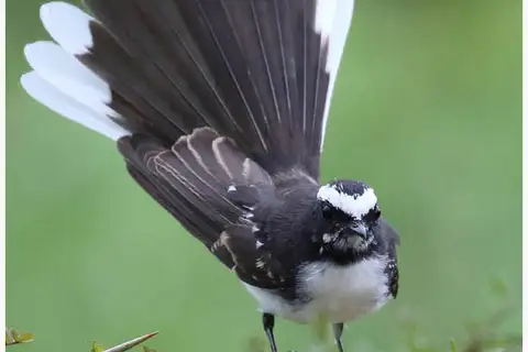 White-browed Fantail