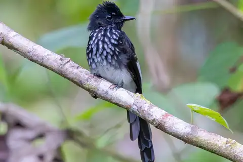 White-winged Fantail