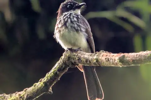 White-gorgeted Fantail