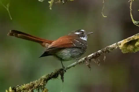 Streak-breasted Fantail