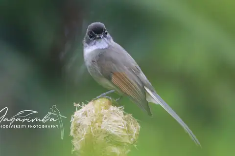 Brown-capped Fantail
