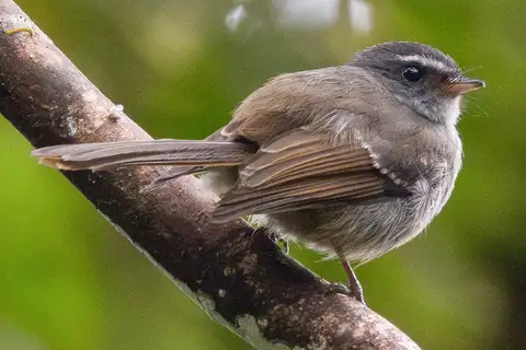 Bougainville Fantail