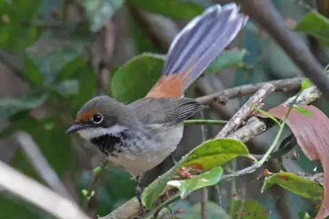 Arafura Fantail