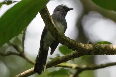 White-bellied Fantail