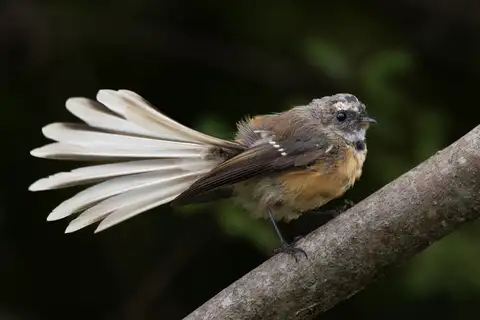 New Zealand Fantail