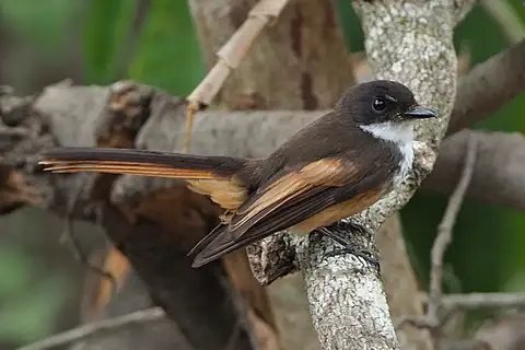 Cinnamon-tailed Fantail