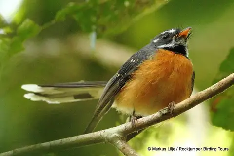 Chestnut-bellied Fantail