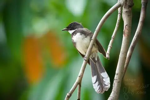 Sunda Pied Fantail