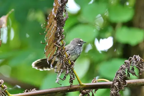 Pohnpei Fantail