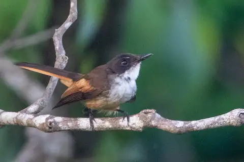 Cheerful Fantail