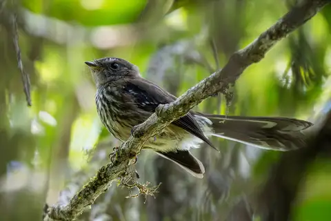 Fiji Streaked Fantail