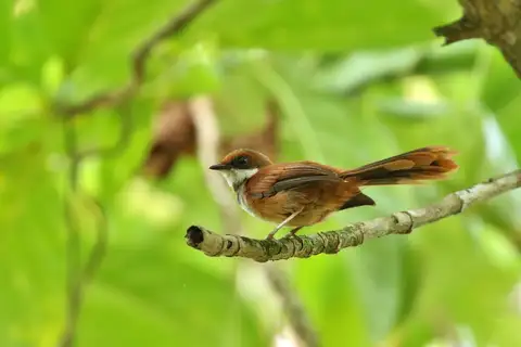 Palau Fantail