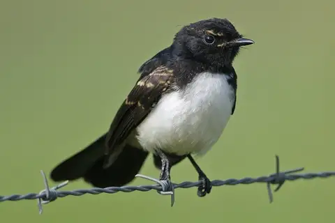 Willie Wagtail