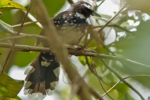 White-bellied Thicket Fantail