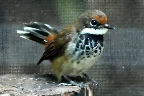 Louisiade Fantail