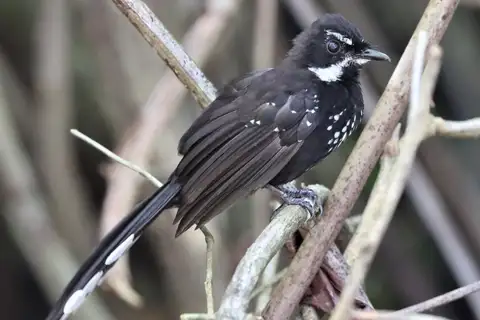 Black Thicket Fantail