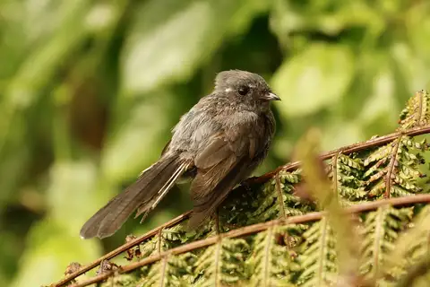 Samoan Fantail