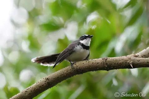 Philippine Pied Fantail