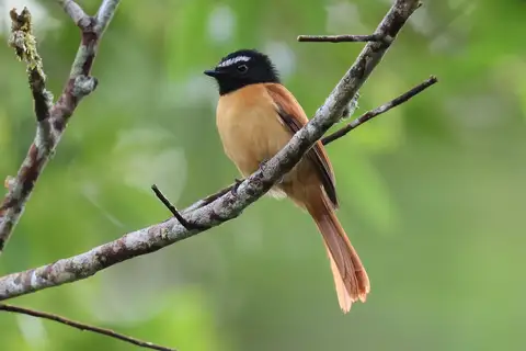 Black-and-cinnamon Fantail