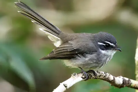 Guadalcanal Fantail