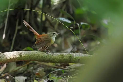 Long-tailed Fantail