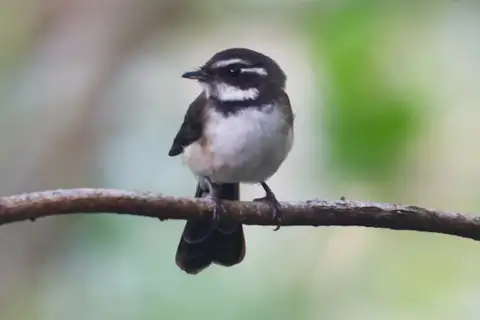 Kadavu Fantail