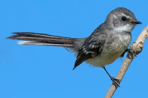 Mangrove Fantail