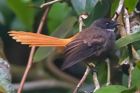 Rufous-tailed Fantail