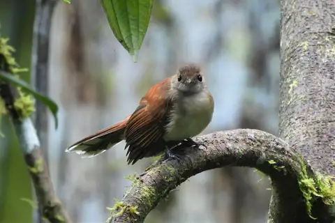 Rufous-backed Fantail