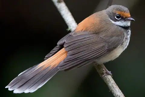 Australian Rufous Fantail