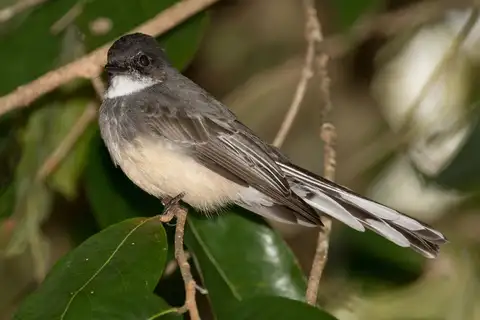 Northern Fantail