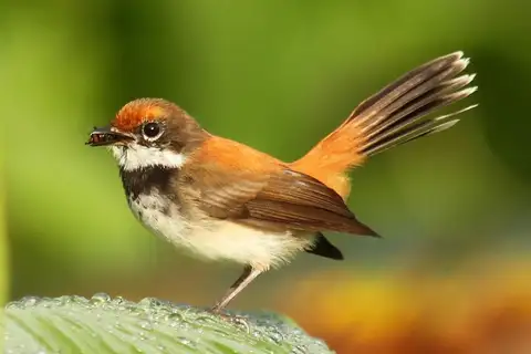 Solomons Rufous Fantail