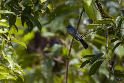 Visayan Blue Fantail