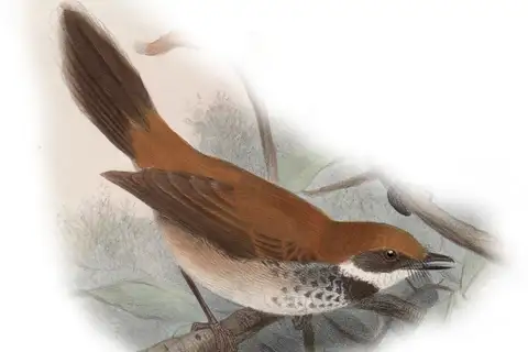 Manus Fantail
