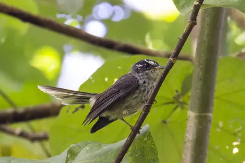 Vanuatu Streaked Fantail