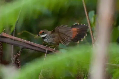 Taliabu Fantail