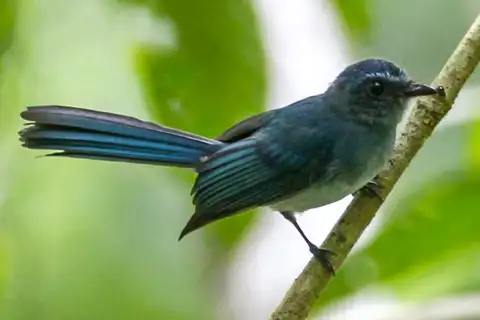 Mindanao Blue Fantail