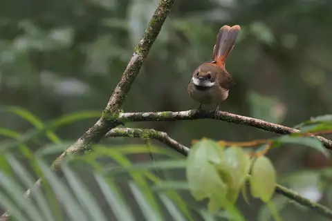 Tawny-backed Fantail