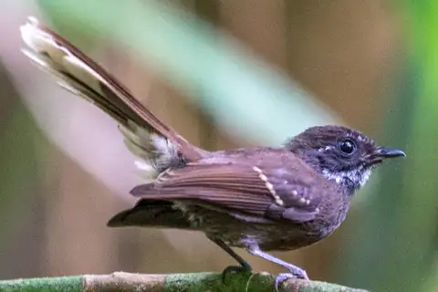 Makira Fantail