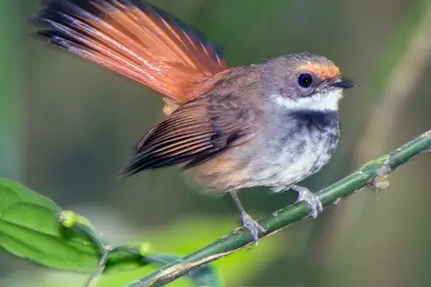 Sulawesi Fantail