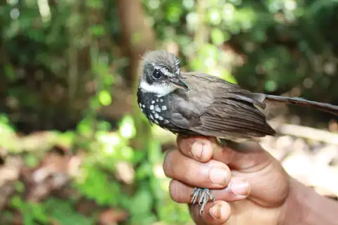 Sooty Thicket Fantail
