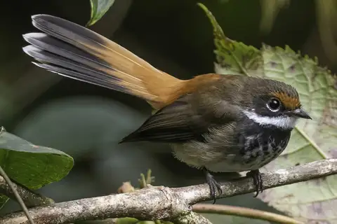 Gilolo Fantail