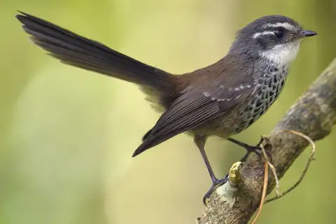 New Caledonian Streaked Fantail