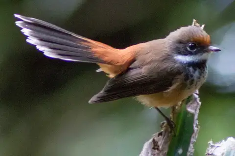 Micronesian Rufous Fantail