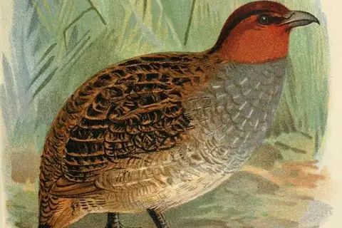 Dulit Partridge