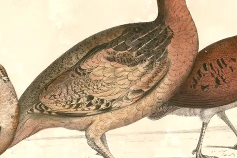 Long-billed Partridge