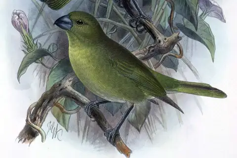 Lesser Koa Finch