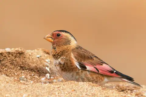 Crimson-winged Finch
