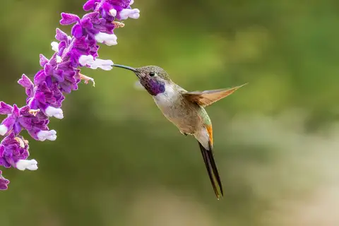 Oasis Hummingbird